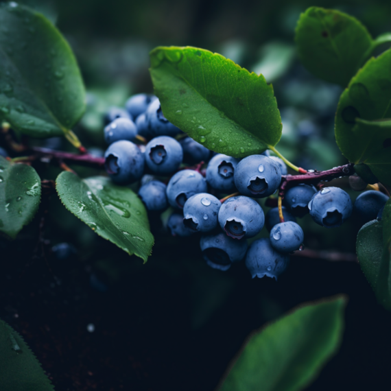 Blueberries, Nova Scotia, Canada